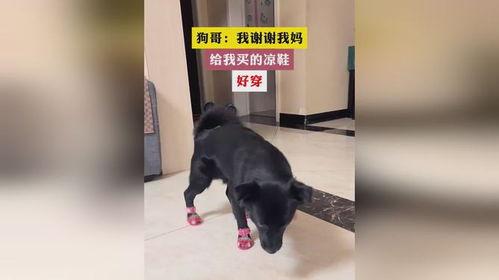 狗哥爆料新鞋视频大全下载,新鞋视频大全下载攻略  第3张